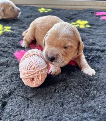 Les chiots de Golden Retriever