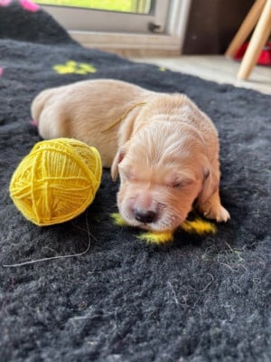 Les chiots de Golden Retriever