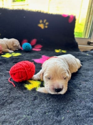 Les chiots de Golden Retriever