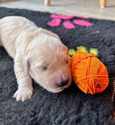 Les chiots de Golden Retriever