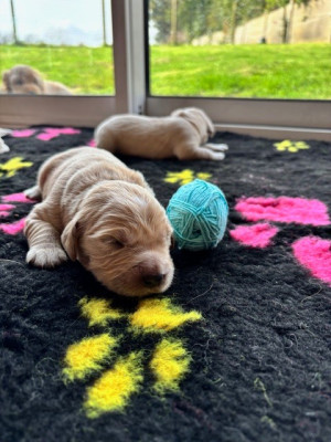 Les chiots de Golden Retriever