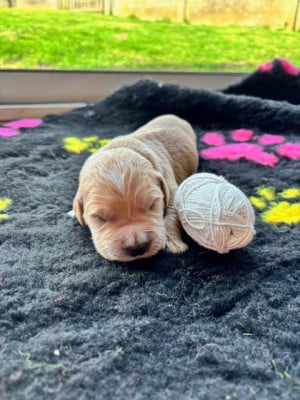 Les chiots de Golden Retriever