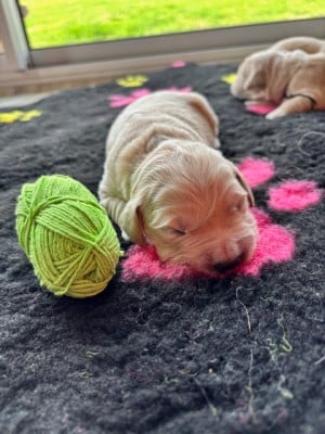 Les chiots de Golden Retriever