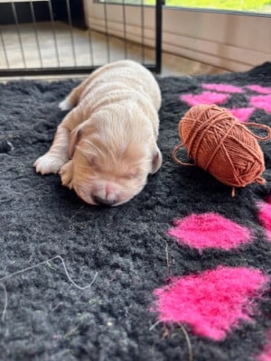 Les chiots de Golden Retriever