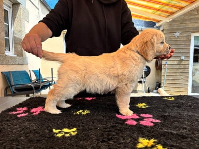 Les chiots de Golden Retriever