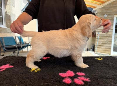 Les chiots de Golden Retriever