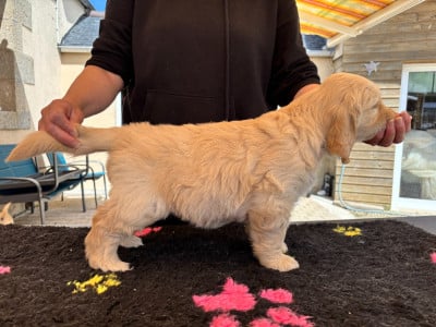 Les chiots de Golden Retriever