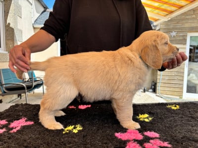 Les chiots de Golden Retriever