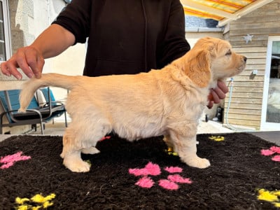 Les chiots de Golden Retriever