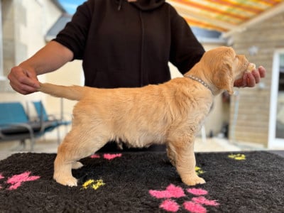Les chiots de Golden Retriever