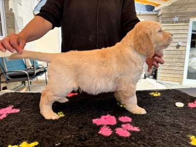 Les chiots de Golden Retriever