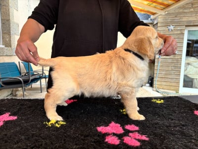 Les chiots de Golden Retriever