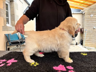 Les chiots de Golden Retriever