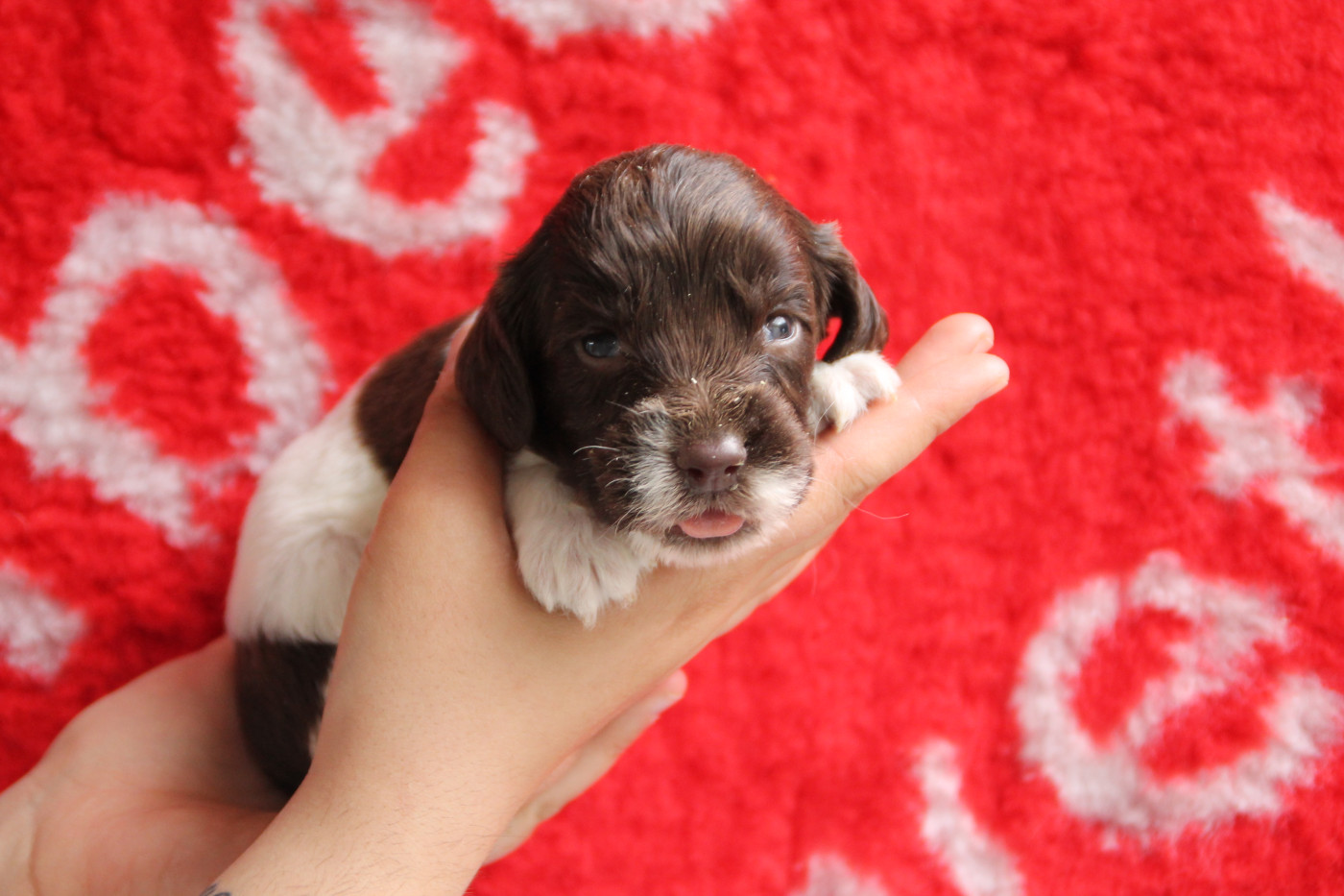 B - English Springer Spaniel