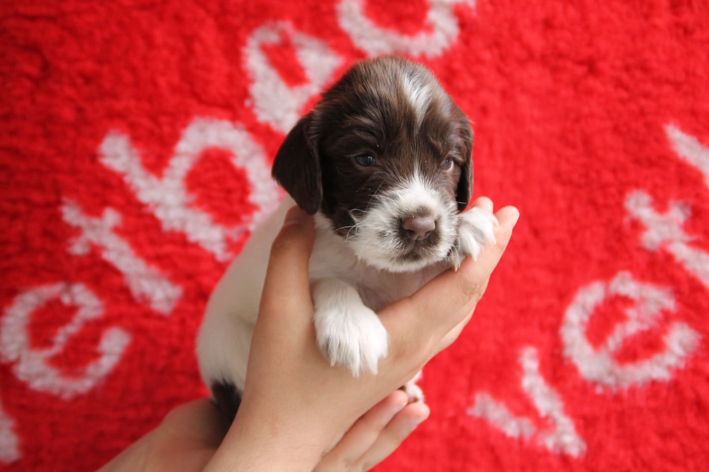 B - English Springer Spaniel