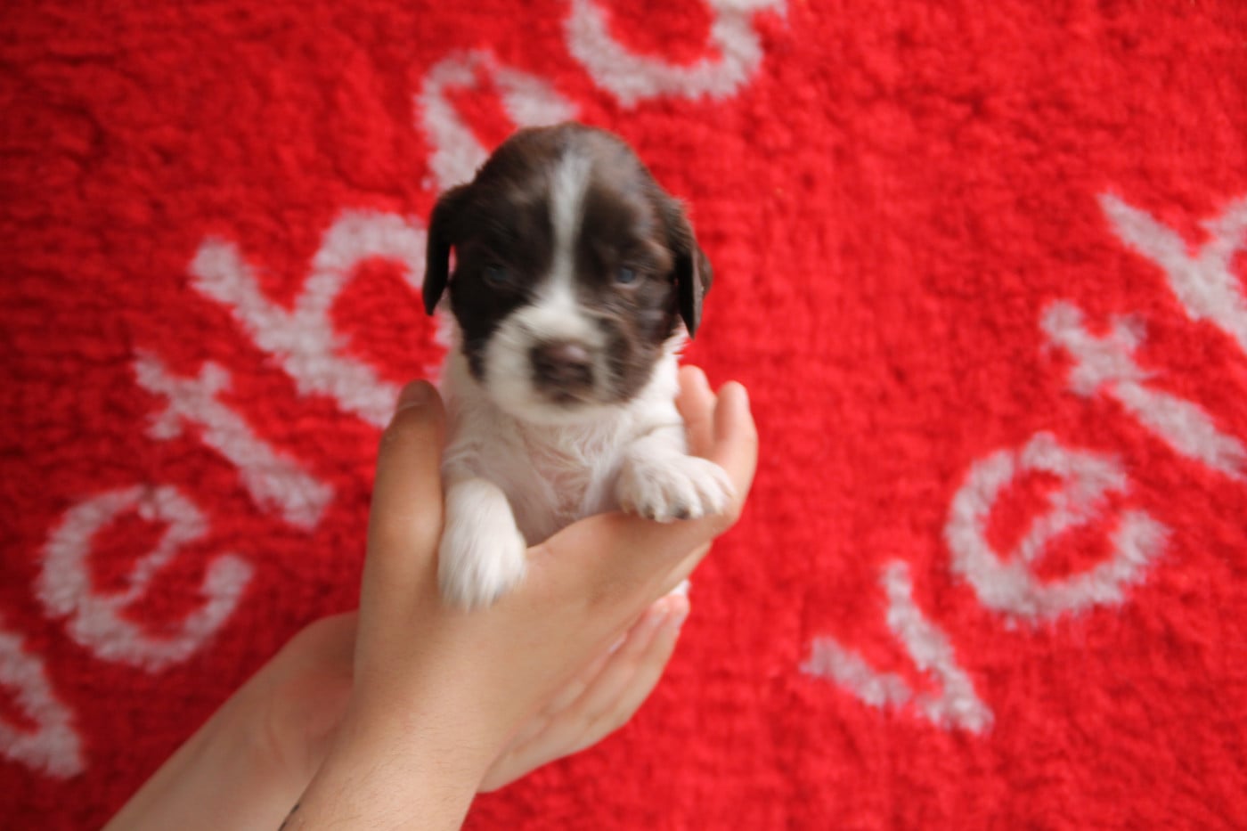 B - English Springer Spaniel