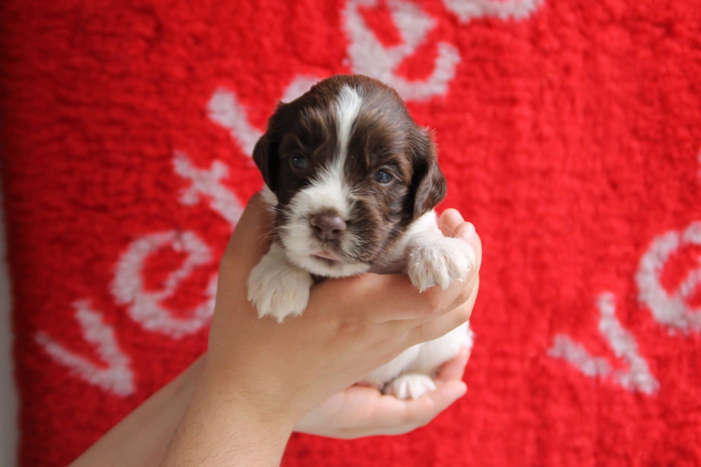 B - English Springer Spaniel