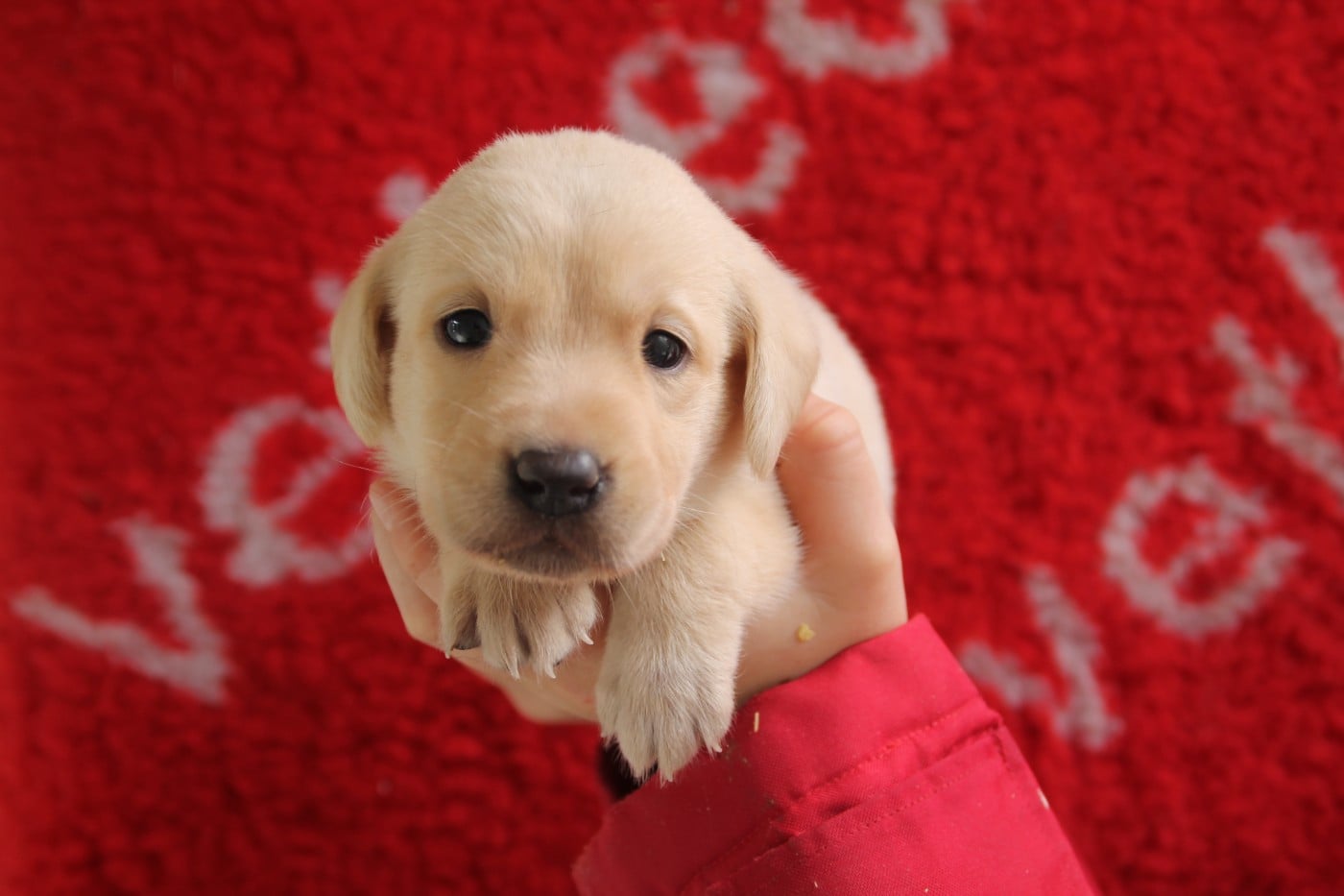 Chiot N°5 - Labrador Retriever