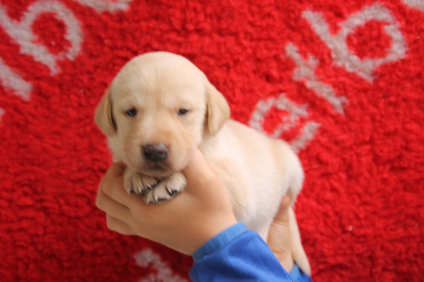 Chiot N°6 - Labrador Retriever