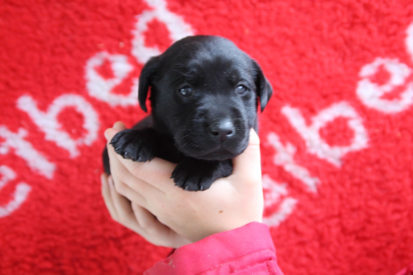 Chiot N°7 - Labrador Retriever