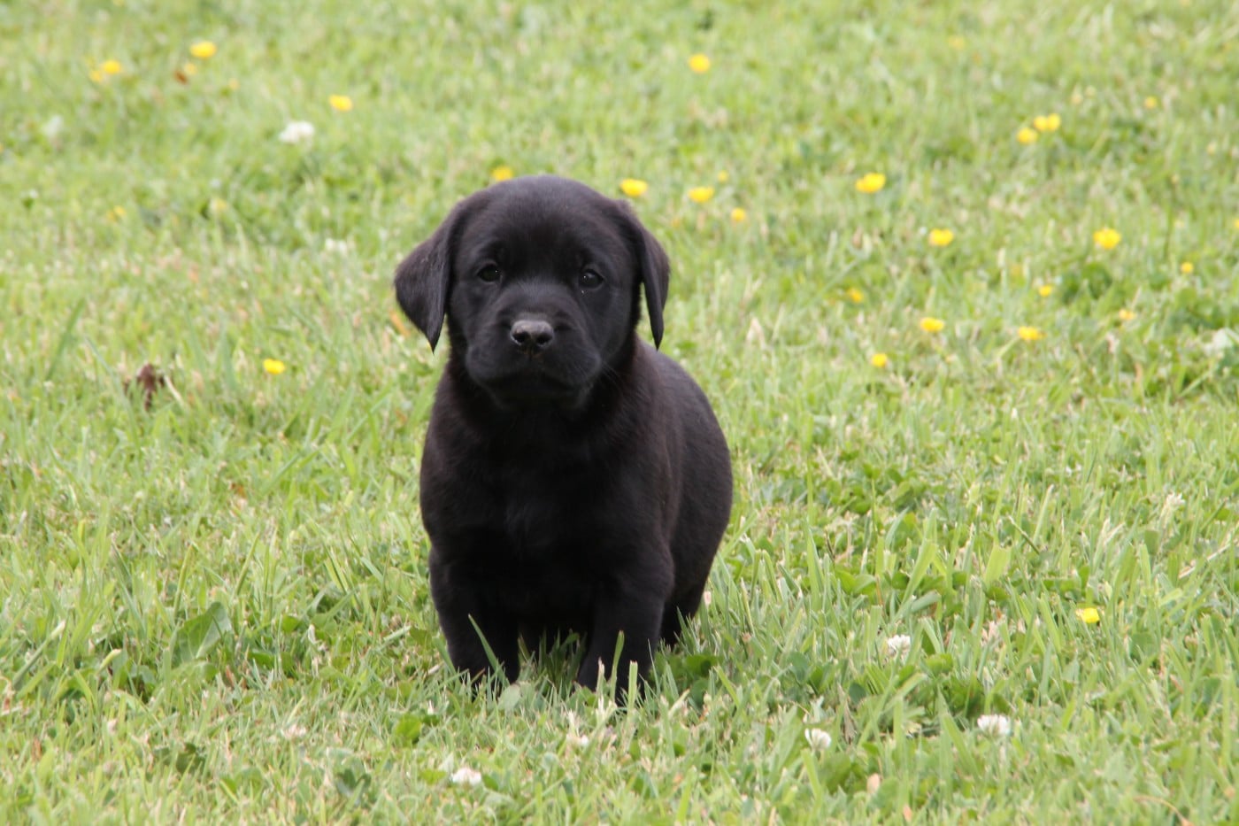 Chiot N°3 - Labrador Retriever