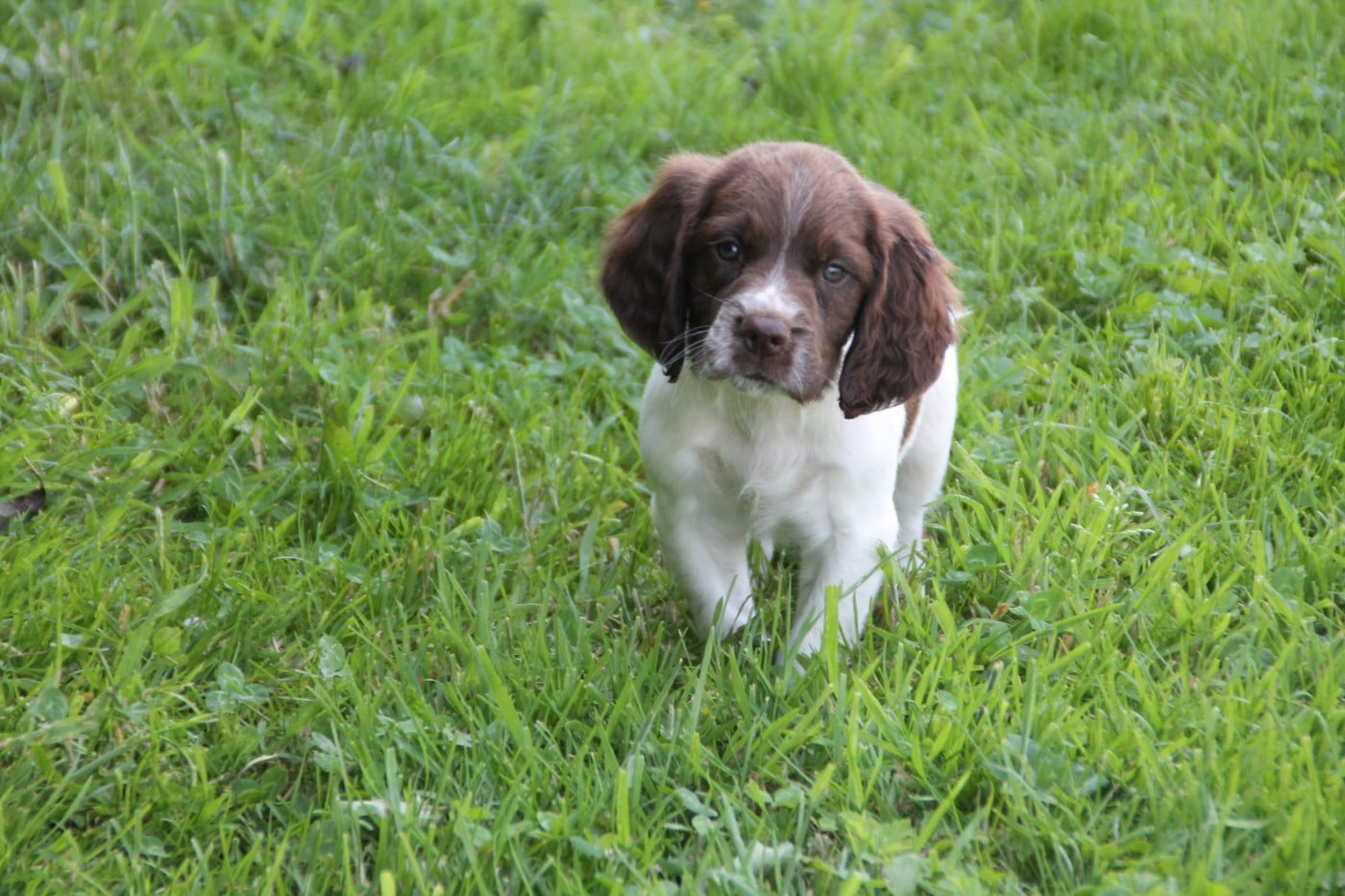 B - English Springer Spaniel