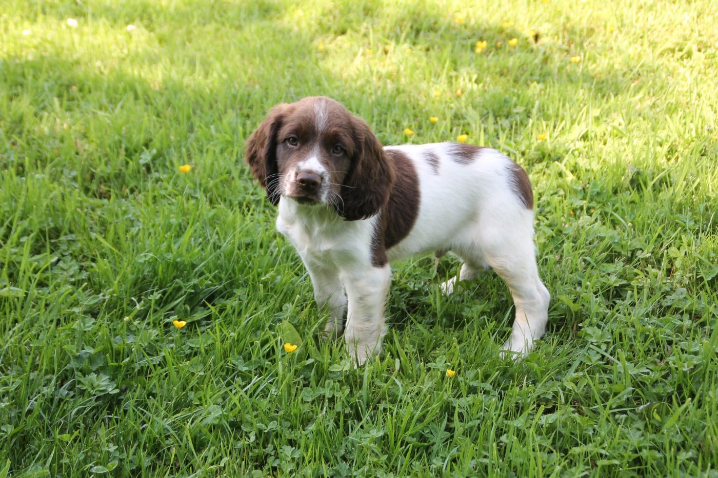 B - English Springer Spaniel