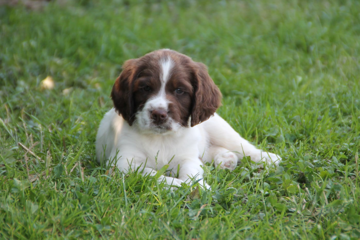 B - English Springer Spaniel