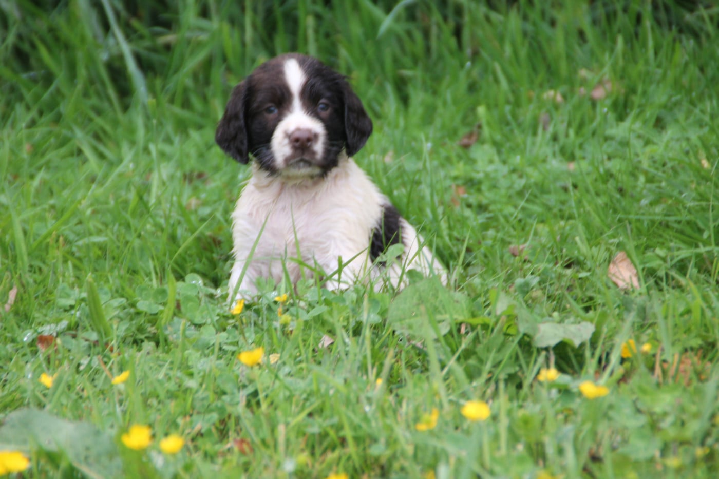 Chiot N°2 - English Springer Spaniel