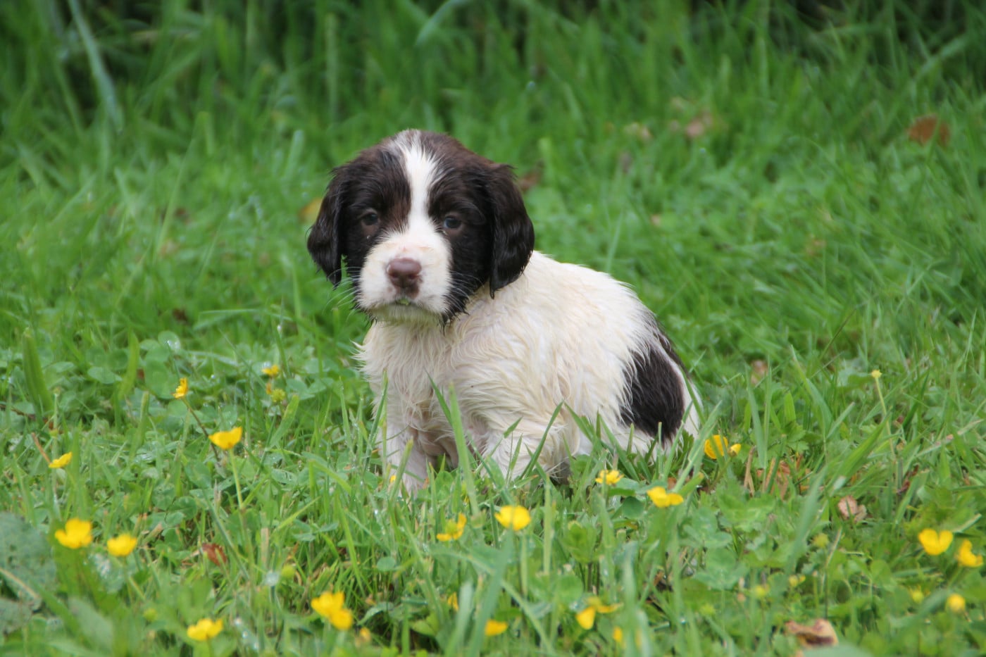 Chiot N°4 - English Springer Spaniel
