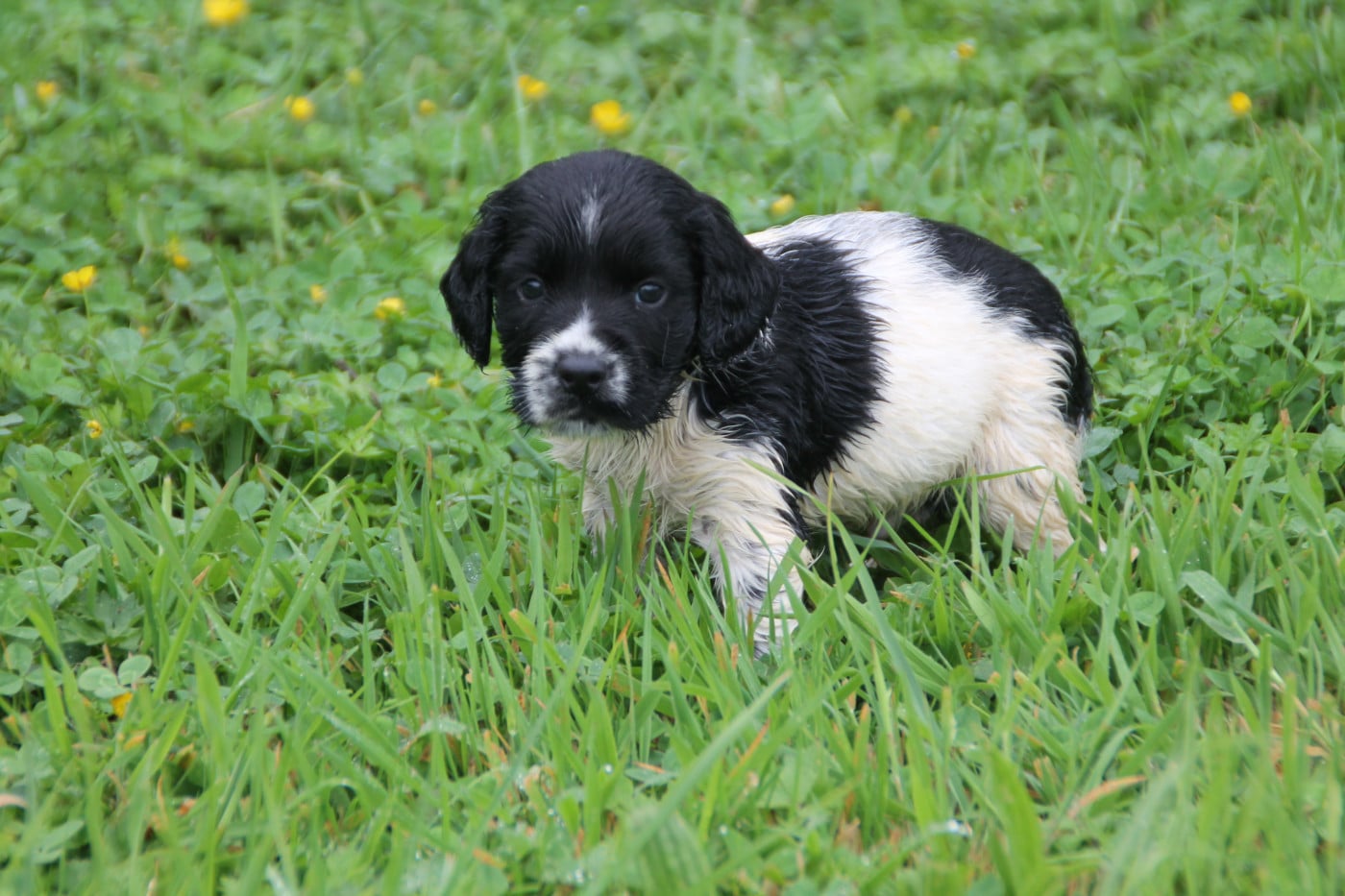 Chiot N°7 - English Springer Spaniel