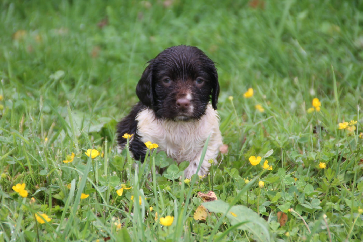 Chiot N°9 - English Springer Spaniel