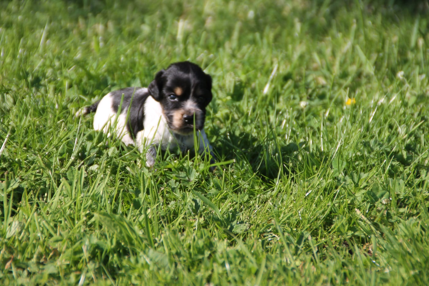 Chiot N°2 - Cocker Spaniel Anglais