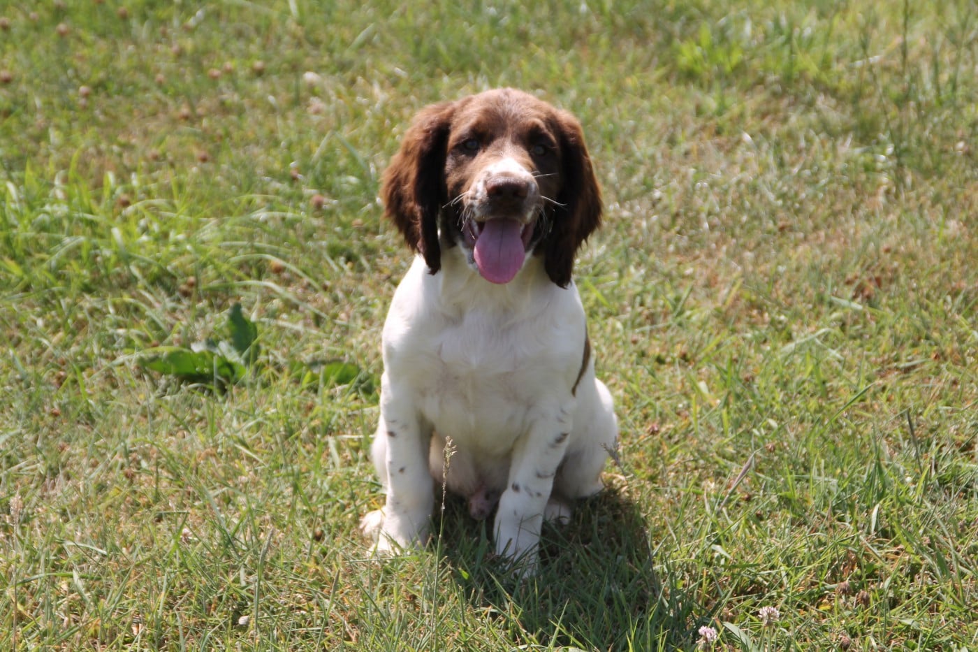 B - English Springer Spaniel