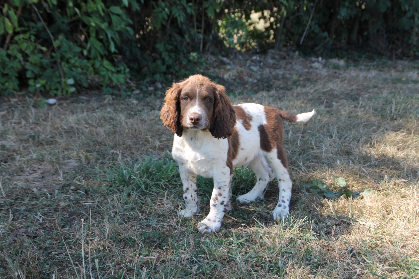 Chiot N°3 - English Springer Spaniel