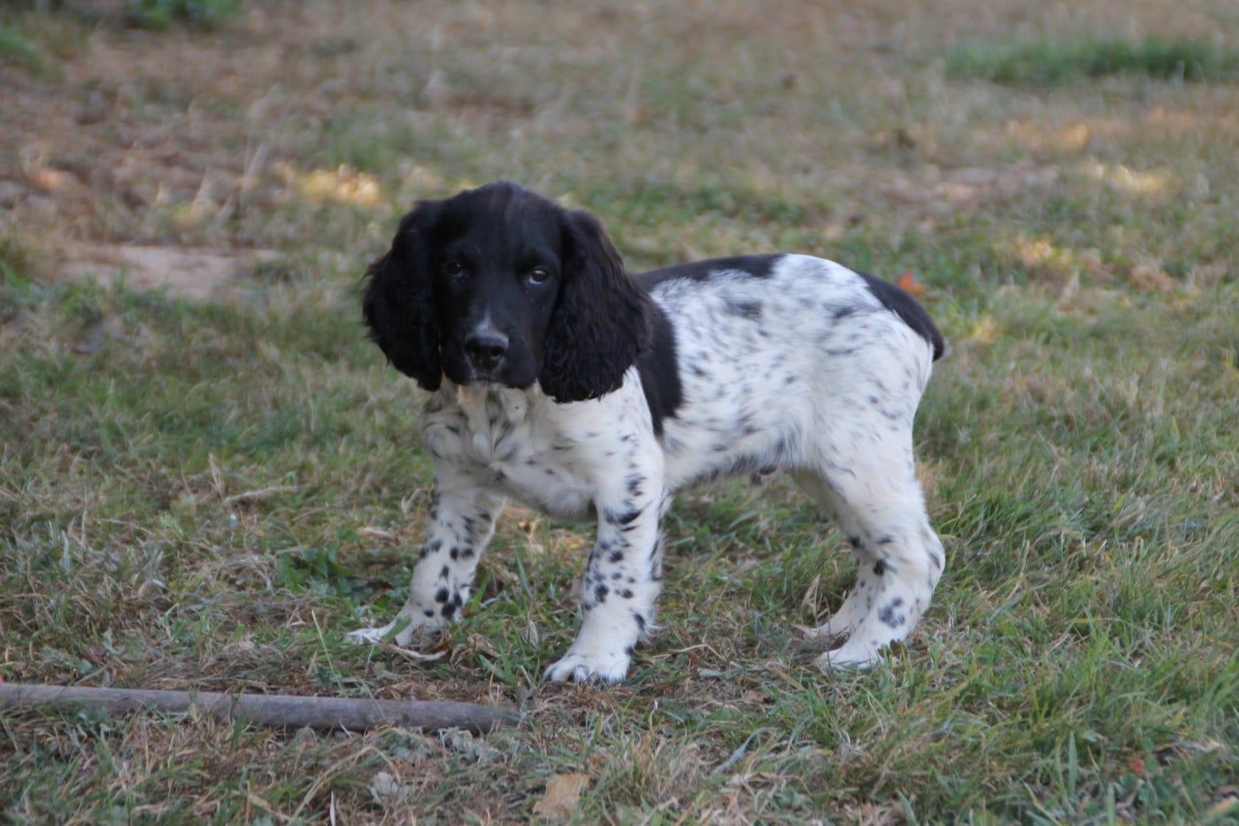Chiot N°4 - English Springer Spaniel