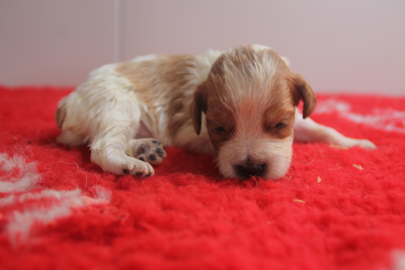 Chiot N°2 - Epagneul Breton