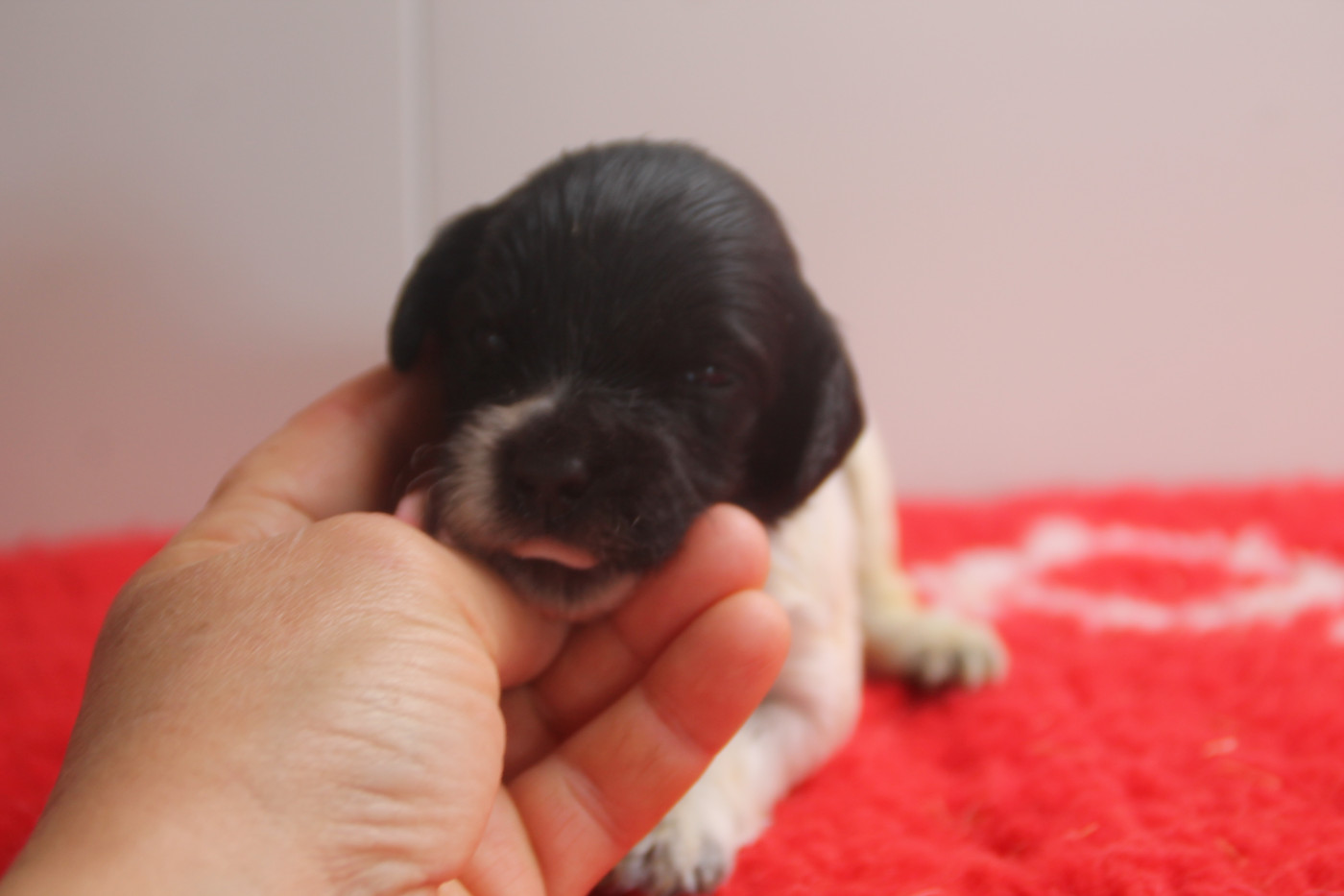Chiot N°3 - Epagneul Breton