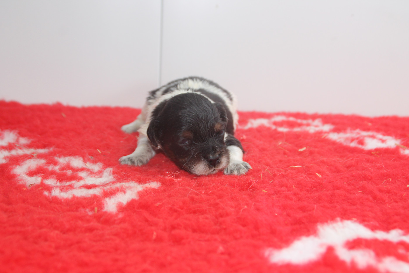 Chiot N°4 - Epagneul Breton