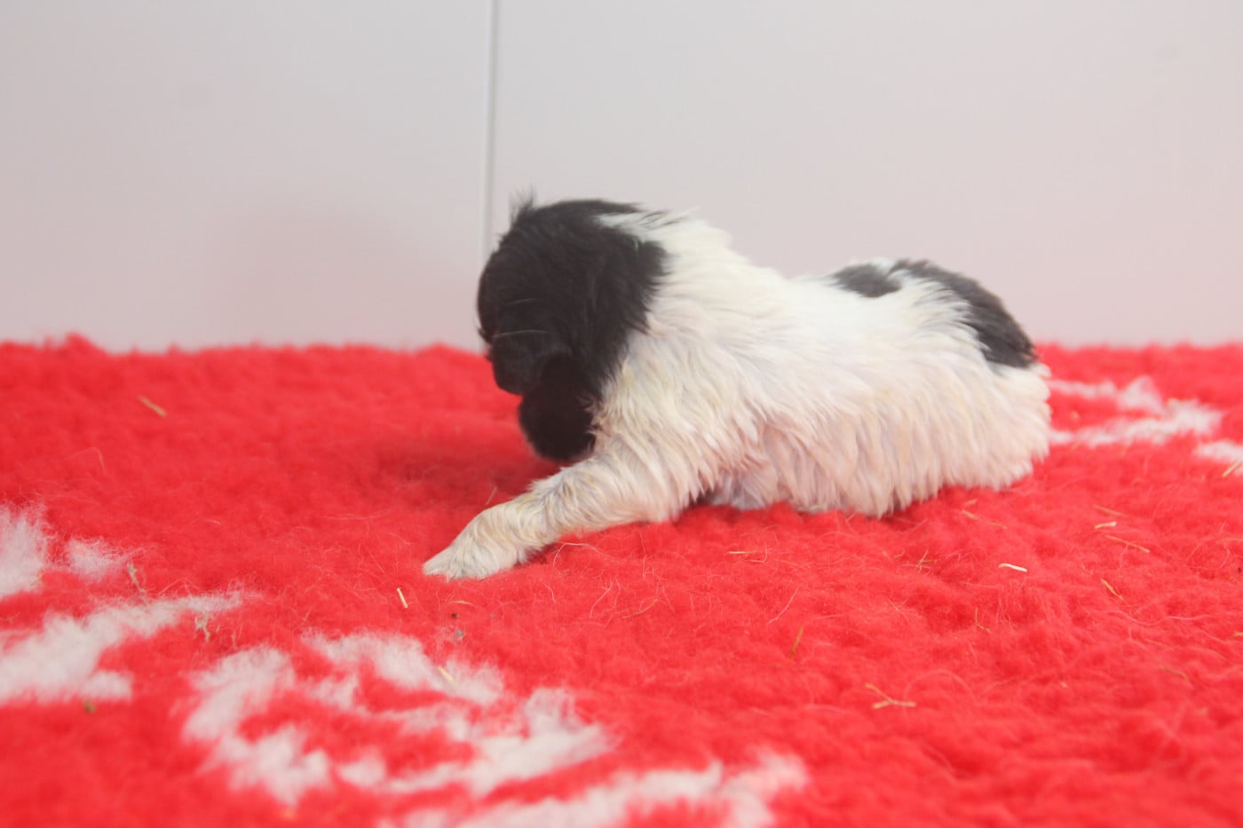 Chiot N°5 - Epagneul Breton