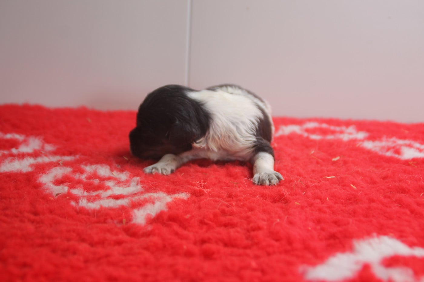 Chiot N°9 - Epagneul Breton