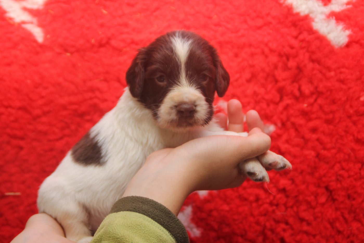 Chiot N°1 - English Springer Spaniel