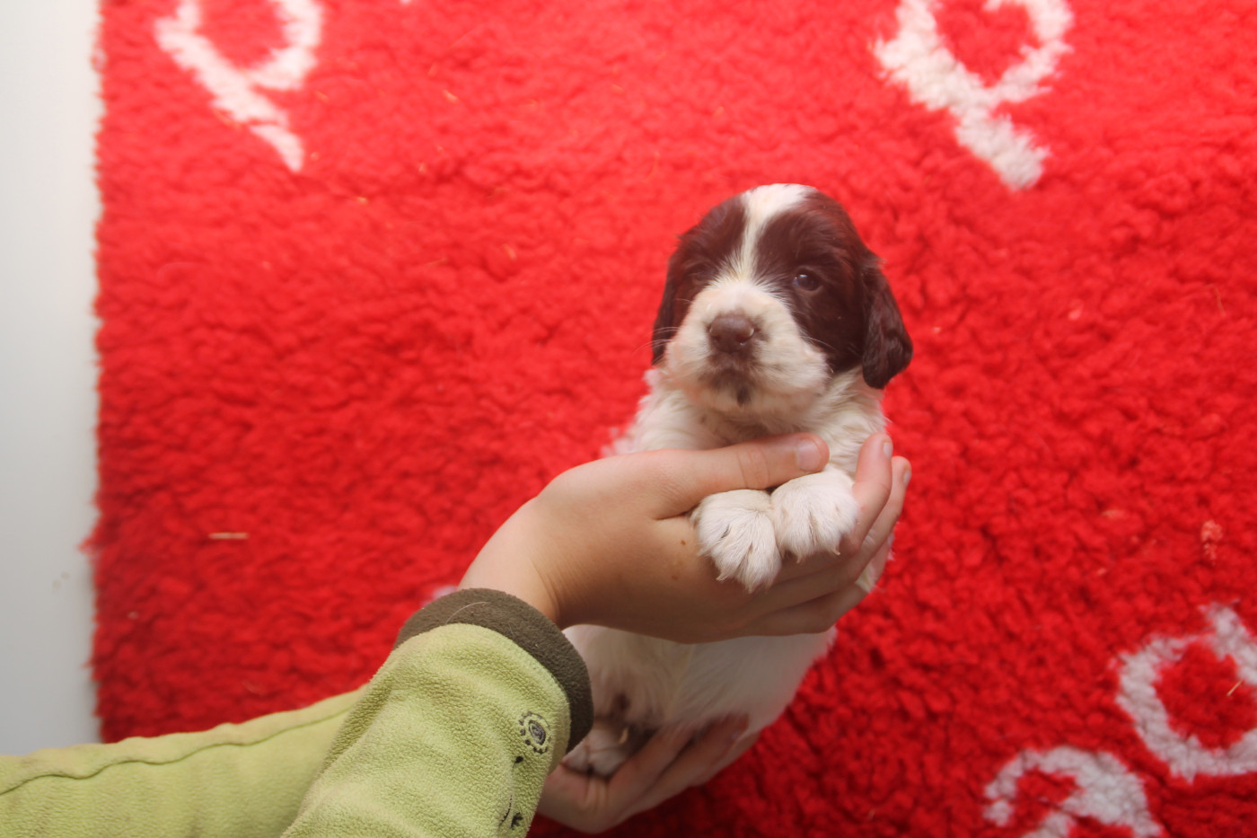 Chiot N°5 - English Springer Spaniel