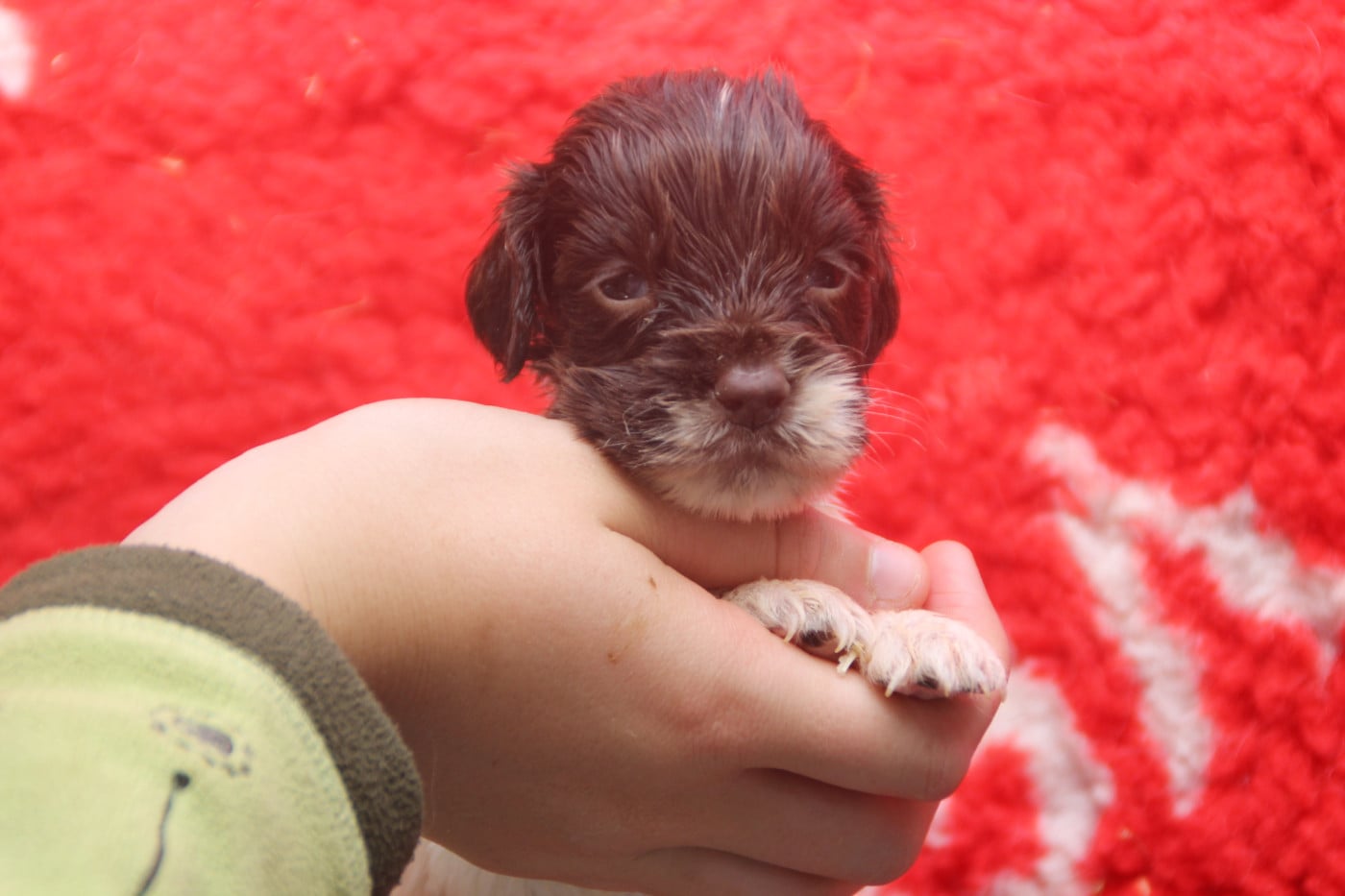 Chiot N°7 - English Springer Spaniel