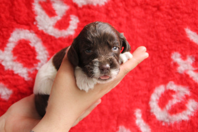 B - English Springer Spaniel