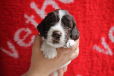 B - English Springer Spaniel