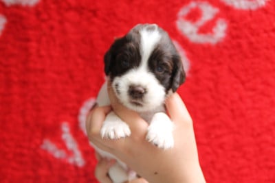 B - English Springer Spaniel