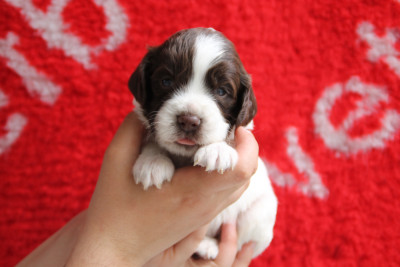 B - English Springer Spaniel