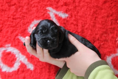 Les chiots de Cocker Spaniel Anglais
