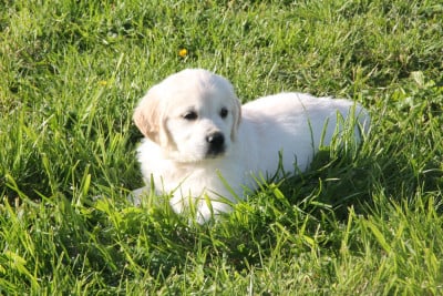 Les chiots de Golden Retriever